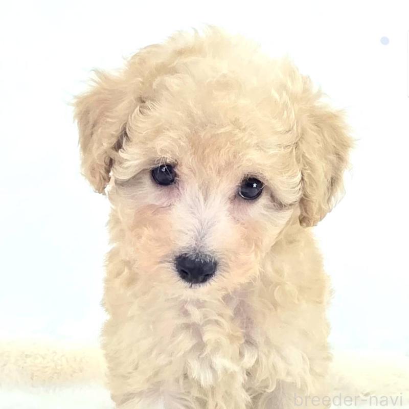 販売中の茨城県のミックス犬-424487の6枚目