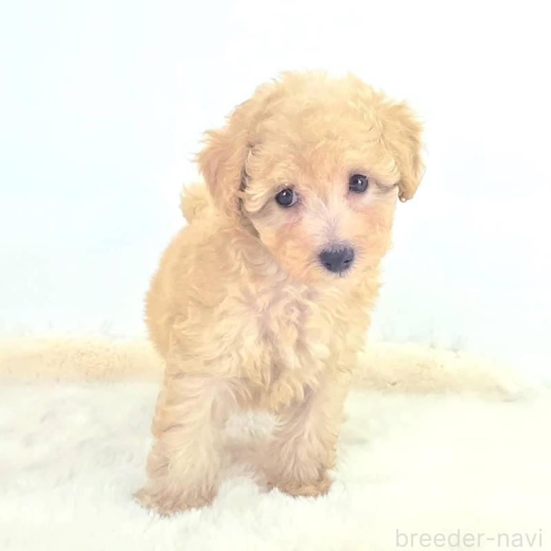 販売中の茨城県のミックス犬-424487の5枚目