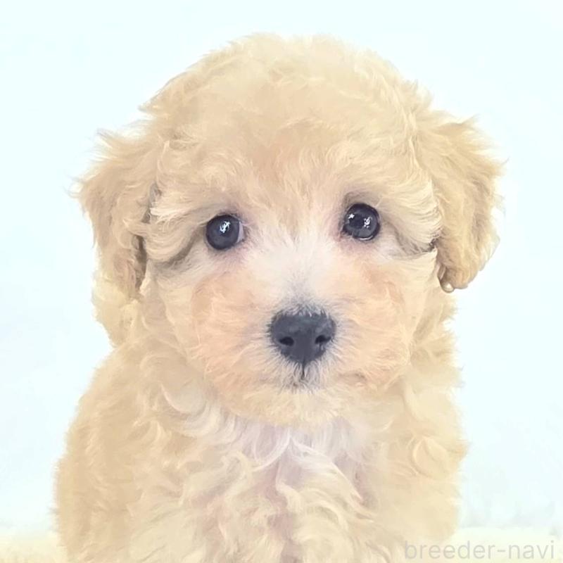 販売中の茨城県のミックス犬-424487の1枚目