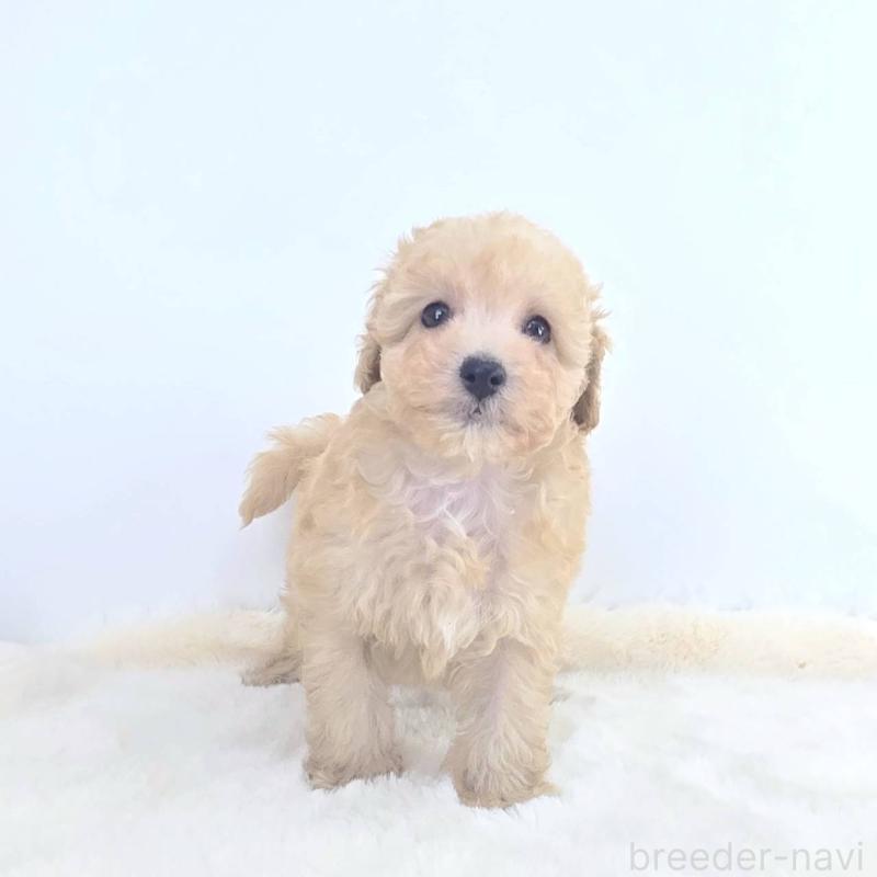 販売中の茨城県のミックス犬-424487の4枚目