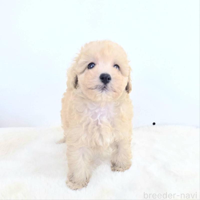 販売中の茨城県のミックス犬-424487の3枚目