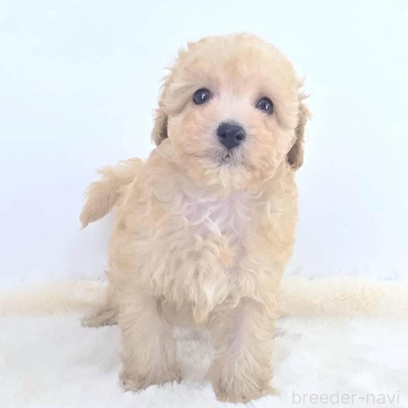 販売中の茨城県のミックス犬-424487の2枚目