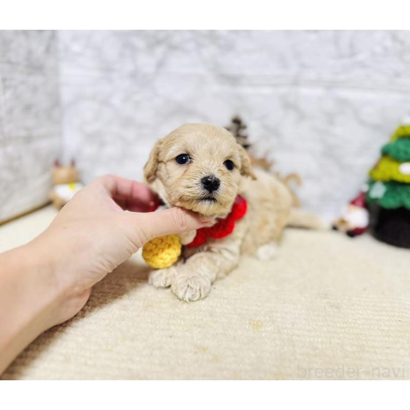 販売中の岐阜県のマルプー:マルチーズ×トイプードル-424488の9枚目