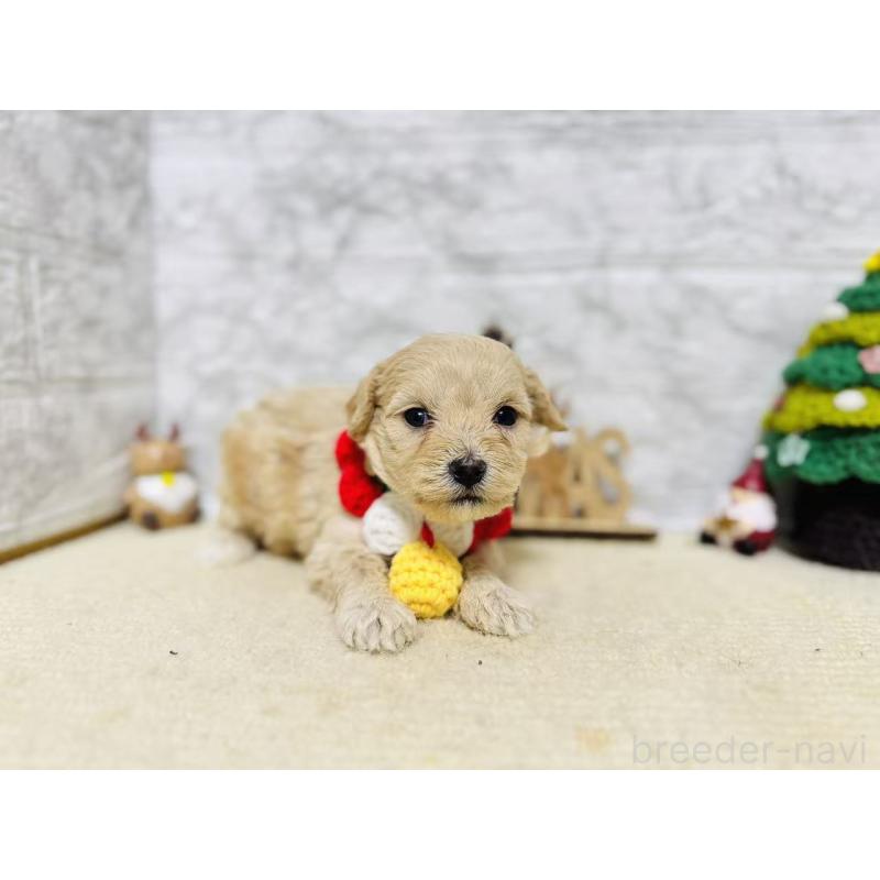 販売中の岐阜県のマルプー:マルチーズ×トイプードル-424488の8枚目