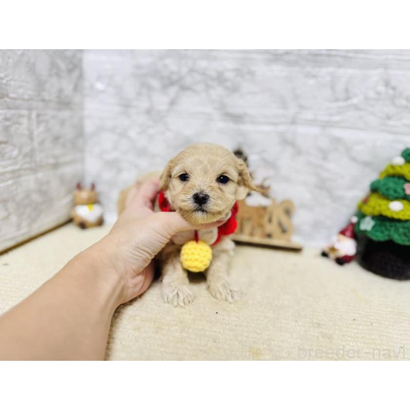 販売中の岐阜県のマルプー:マルチーズ×トイプードル-424488の7枚目