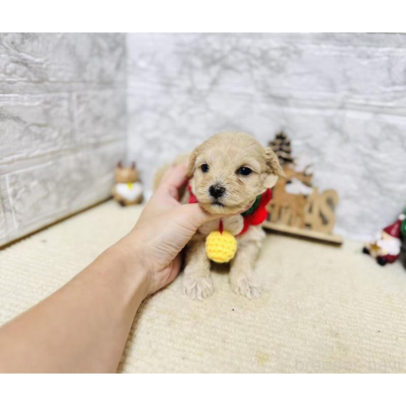 販売中の岐阜県のマルプー:マルチーズ×トイプードル-424488の6枚目