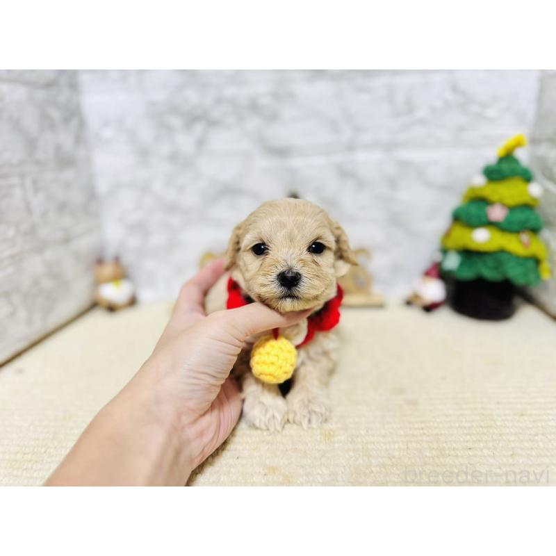 販売中の岐阜県のマルプー:マルチーズ×トイプードル-424488の5枚目