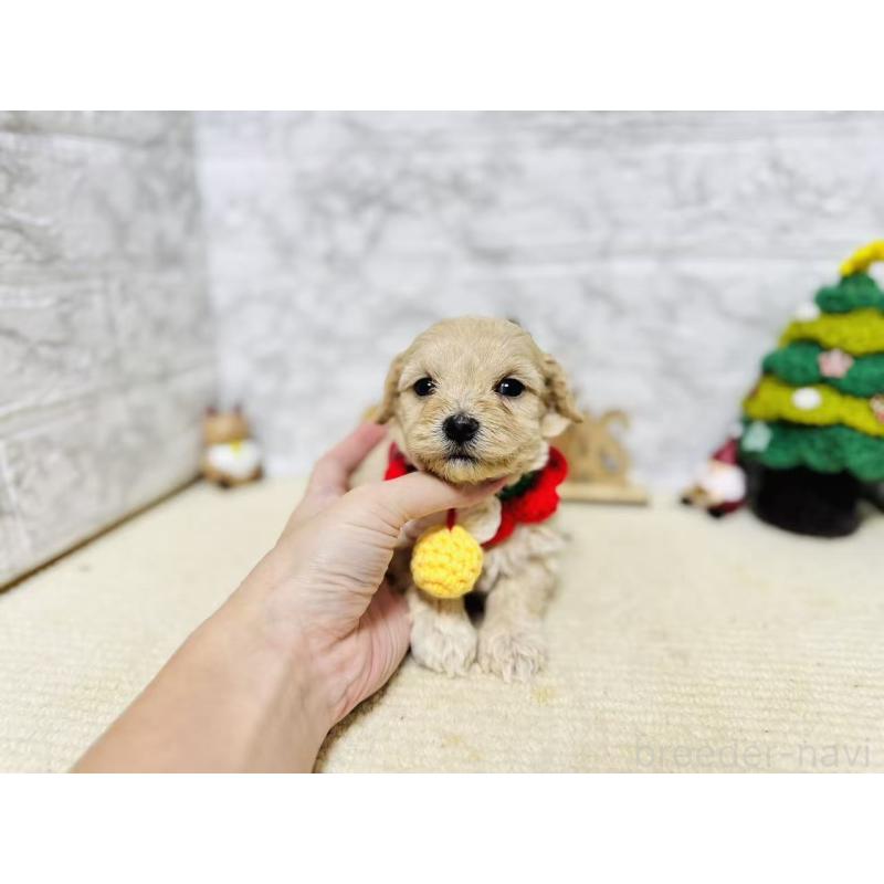 販売中の岐阜県のマルプー:マルチーズ×トイプードル-424488の4枚目