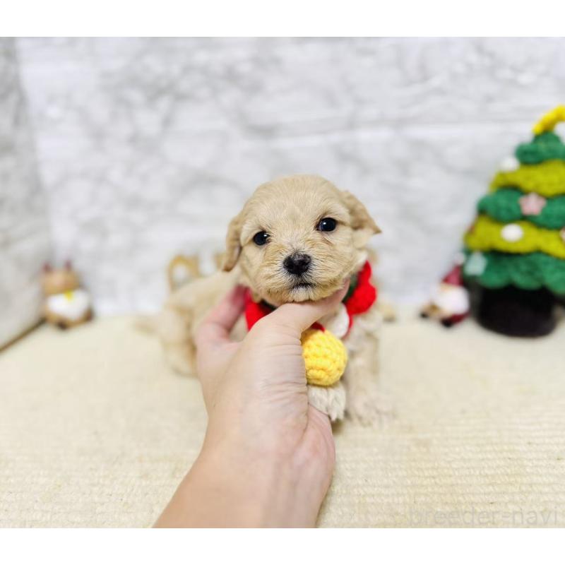 販売中の岐阜県のマルプー:マルチーズ×トイプードル-424488の3枚目