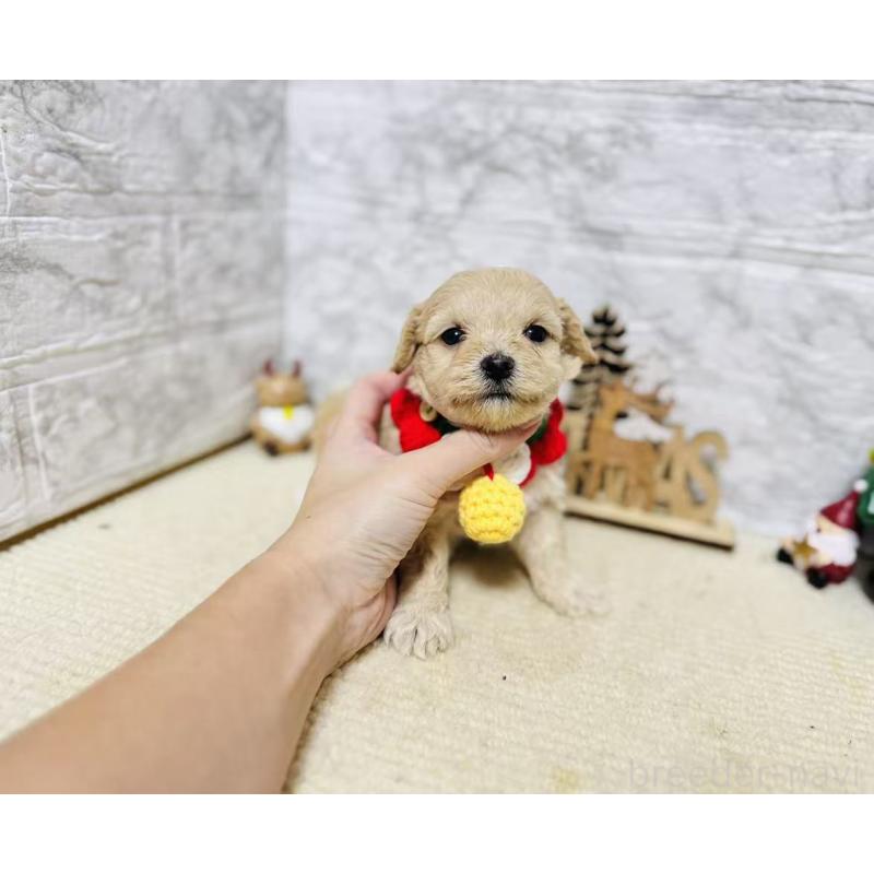 販売中の岐阜県のマルプー:マルチーズ×トイプードル-424488の2枚目