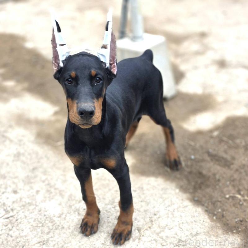 販売中の茨城県のドーベルマン-415241の7枚目