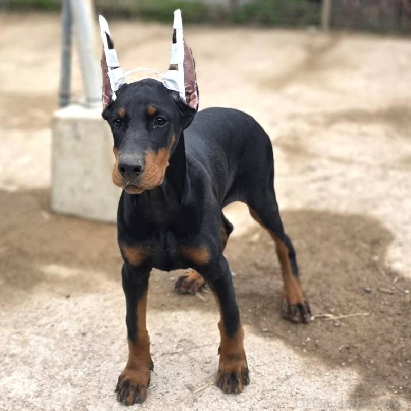 販売中の茨城県のドーベルマン-415241