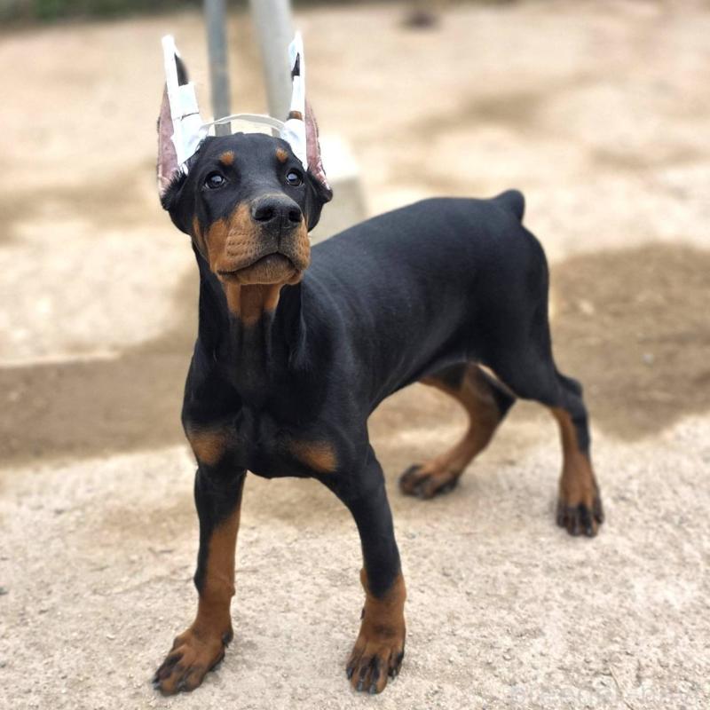 販売中の茨城県のドーベルマン-415241の6枚目