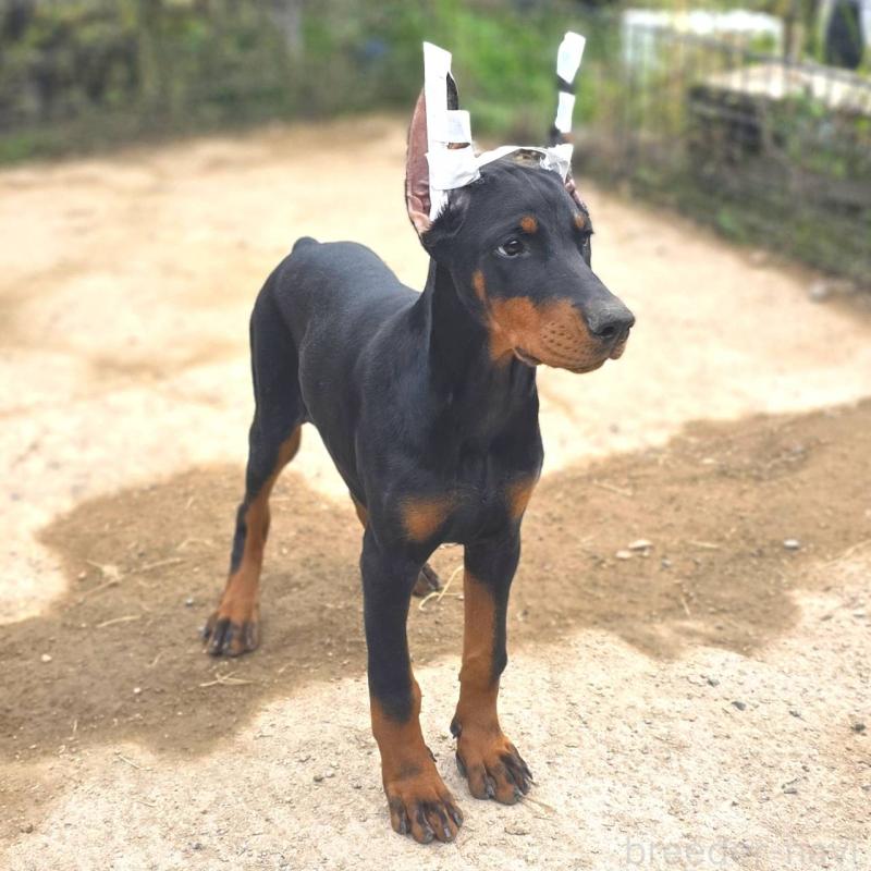 販売中の茨城県のドーベルマン-415241の5枚目