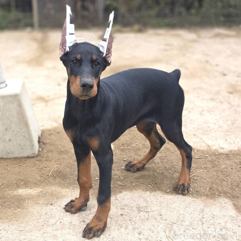 販売中の茨城県のドーベルマン-415241の4枚目