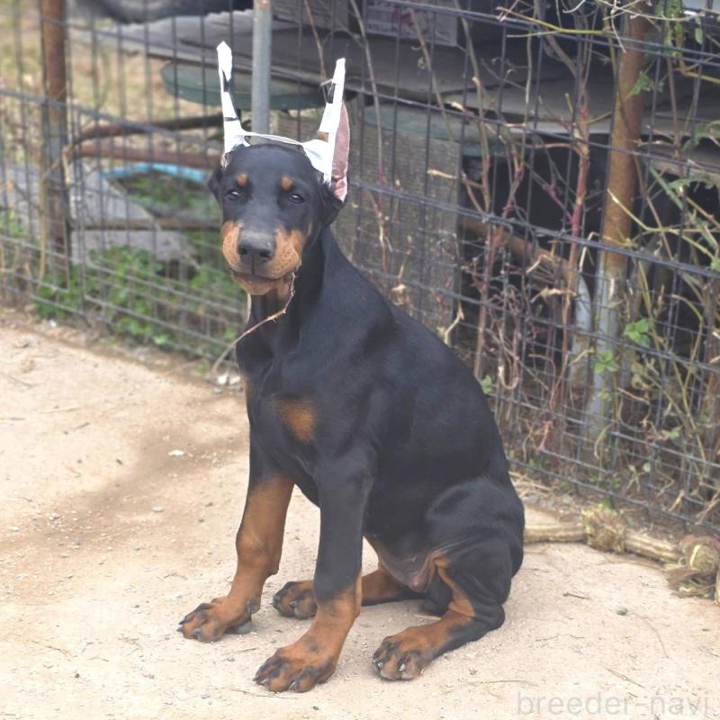 販売中の茨城県のドーベルマン-415241の3枚目