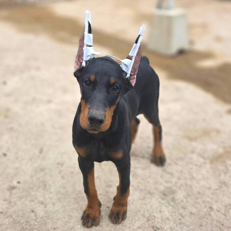 販売中の茨城県のドーベルマン-415241の2枚目