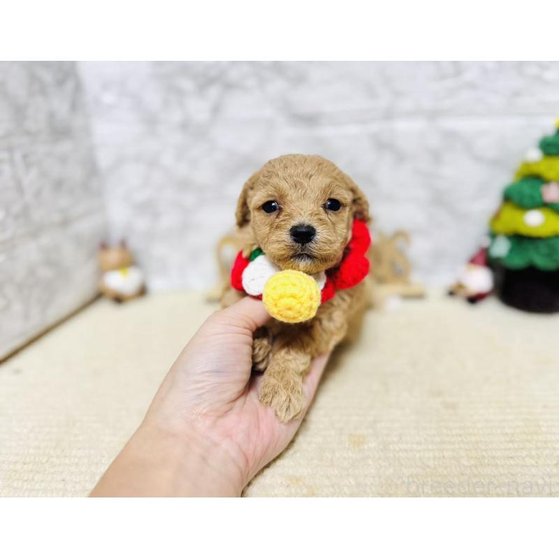 販売中の岐阜県のマルプー:マルチーズ×トイプードル-424491の7枚目