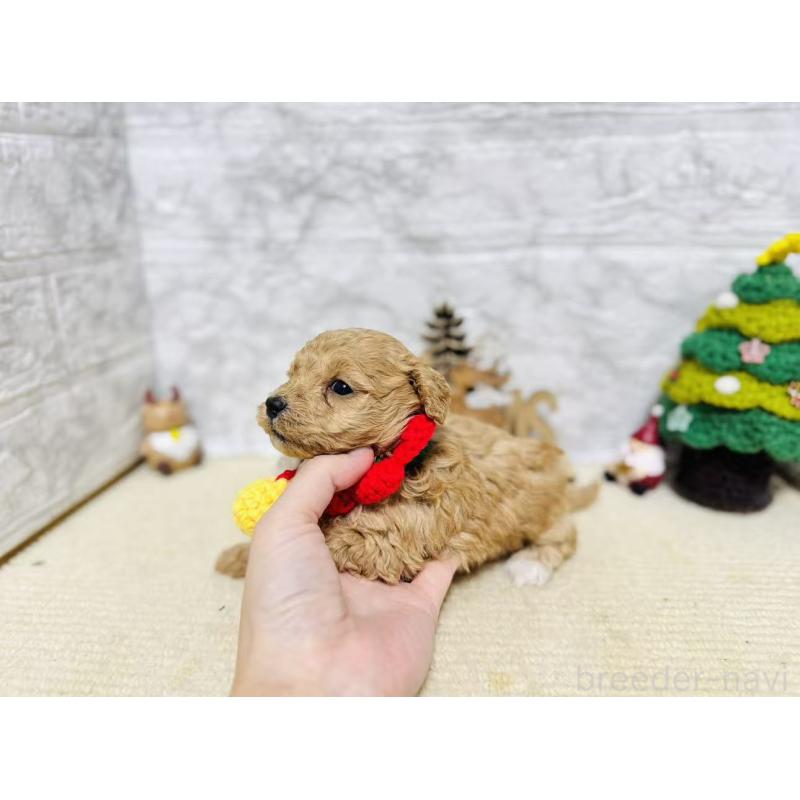 販売中の岐阜県のマルプー:マルチーズ×トイプードル-424491の5枚目