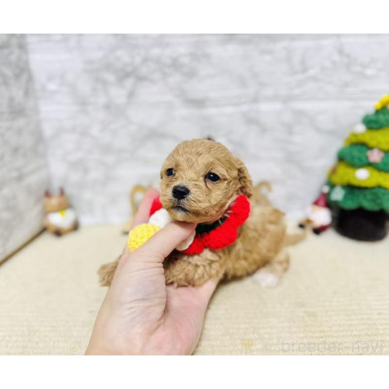 販売中の岐阜県のマルプー:マルチーズ×トイプードル-424491の6枚目