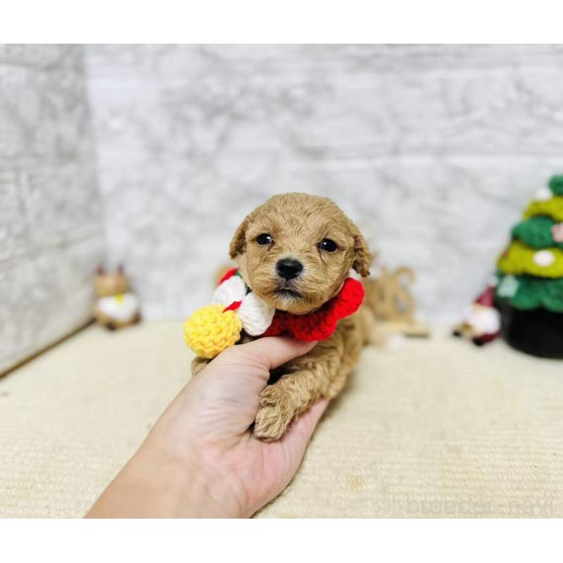 販売中の岐阜県のマルプー:マルチーズ×トイプードル-424491の4枚目