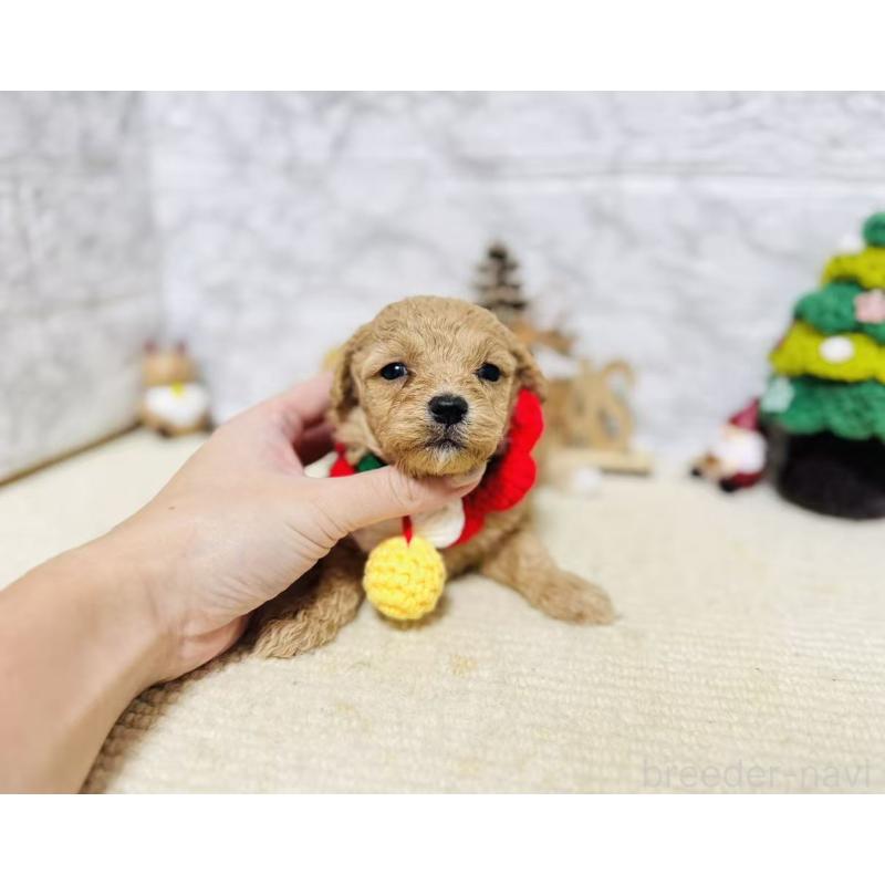 販売中の岐阜県のマルプー:マルチーズ×トイプードル-424491の2枚目