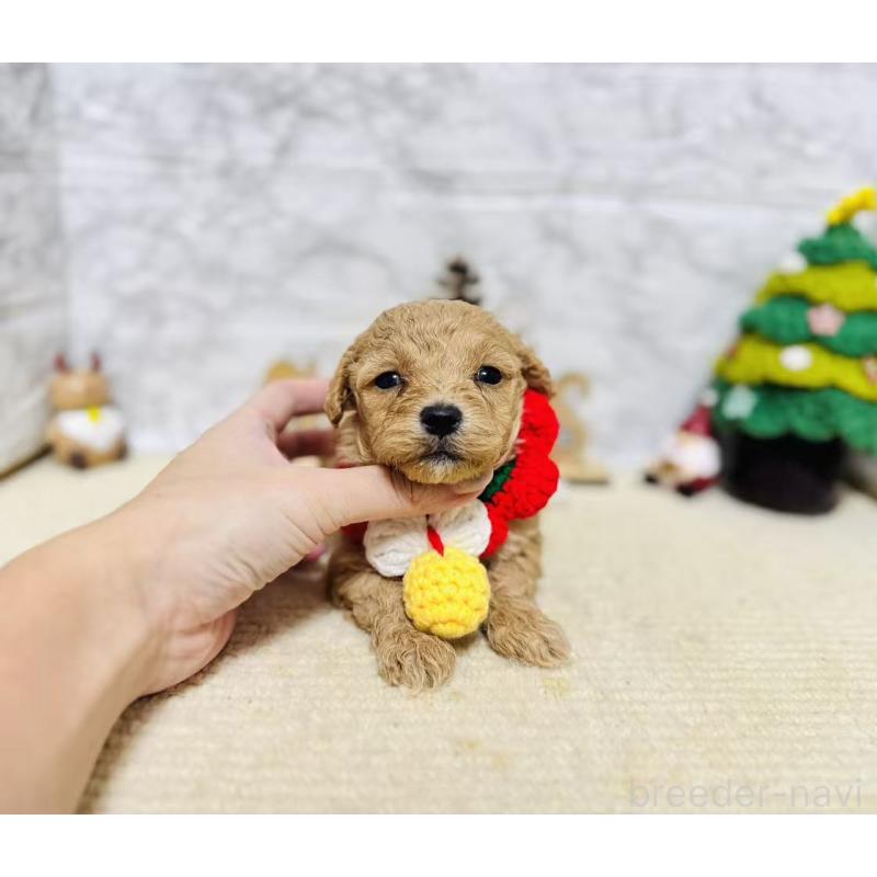 販売中の岐阜県のマルプー:マルチーズ×トイプードル-424491の3枚目