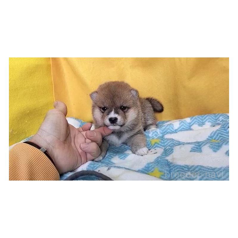 販売中の埼玉県の豆柴-424492の3枚目