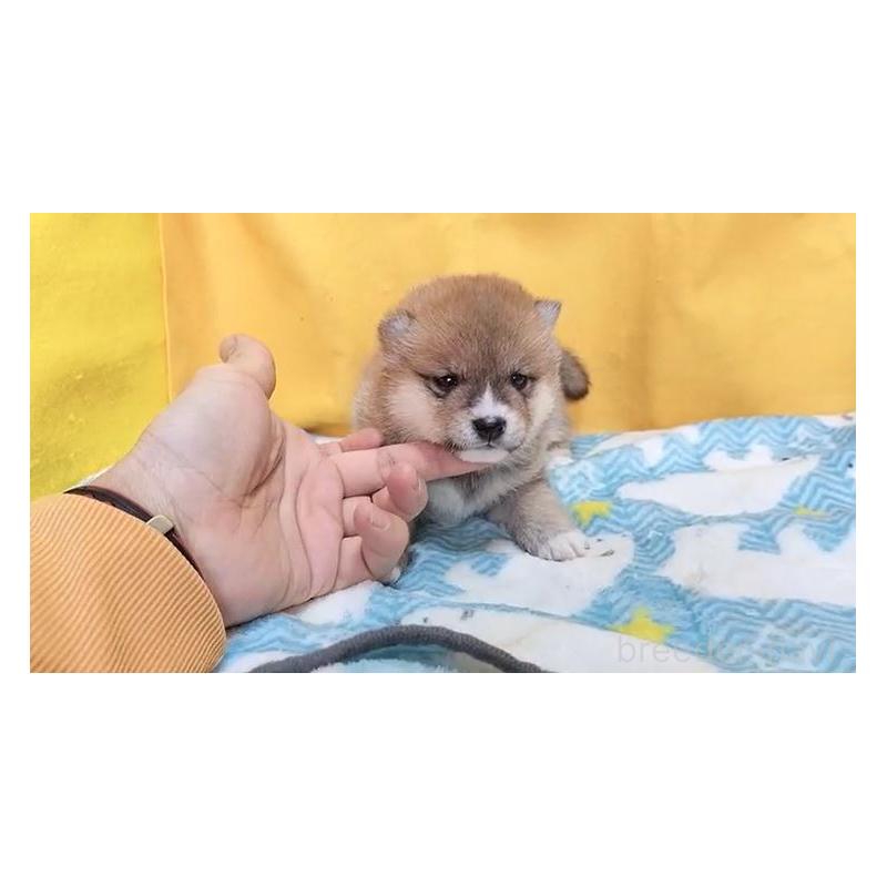 販売中の埼玉県の豆柴-424492の2枚目