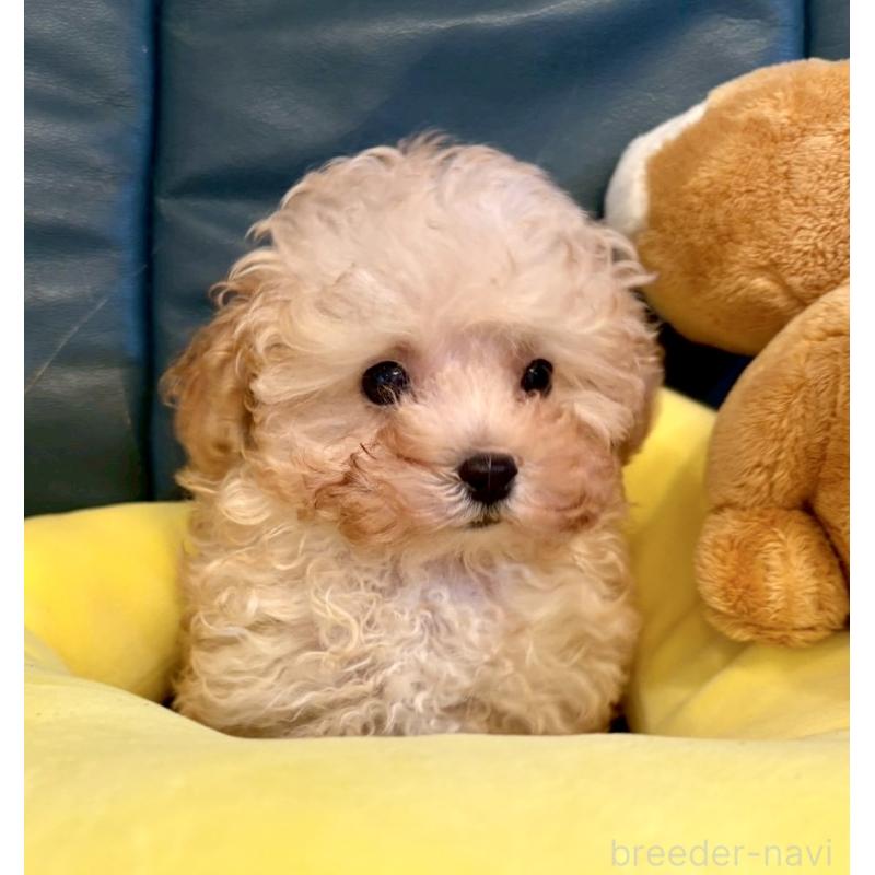 販売中の東京都のタイニープードル-424493の7枚目