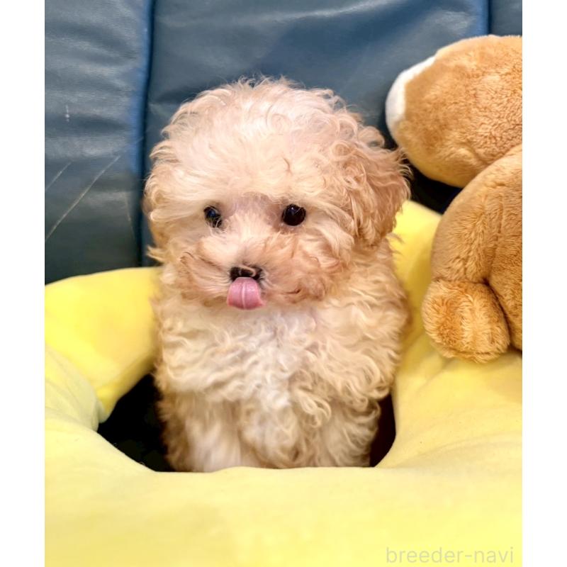 販売中の東京都のタイニープードル-424493の6枚目