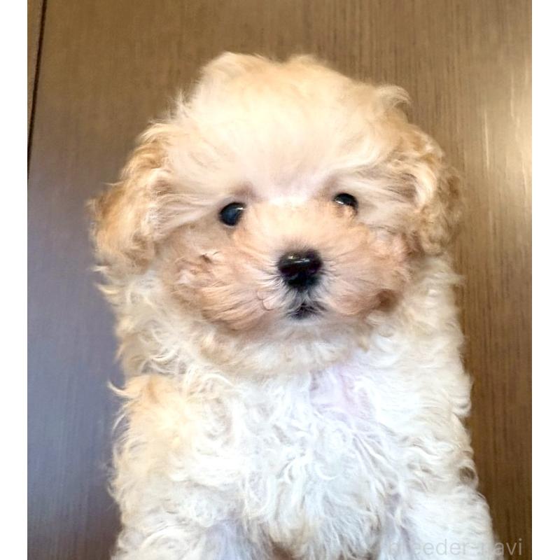 販売中の東京都のタイニープードル-424493の3枚目