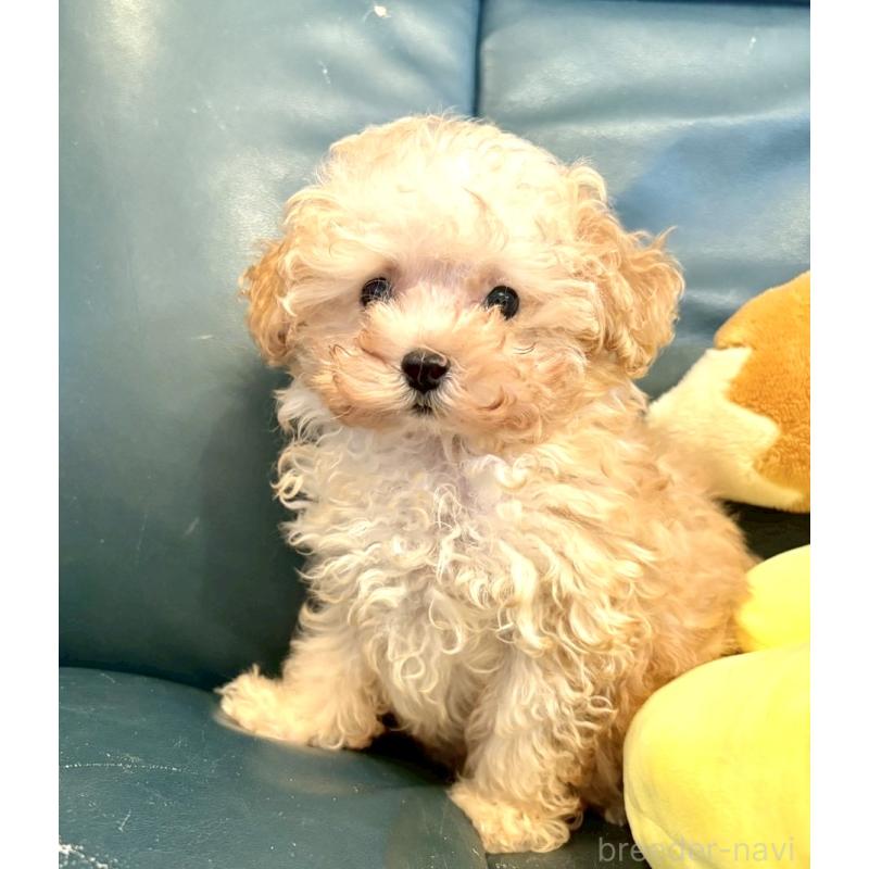 販売中の東京都のタイニープードル-424493の2枚目