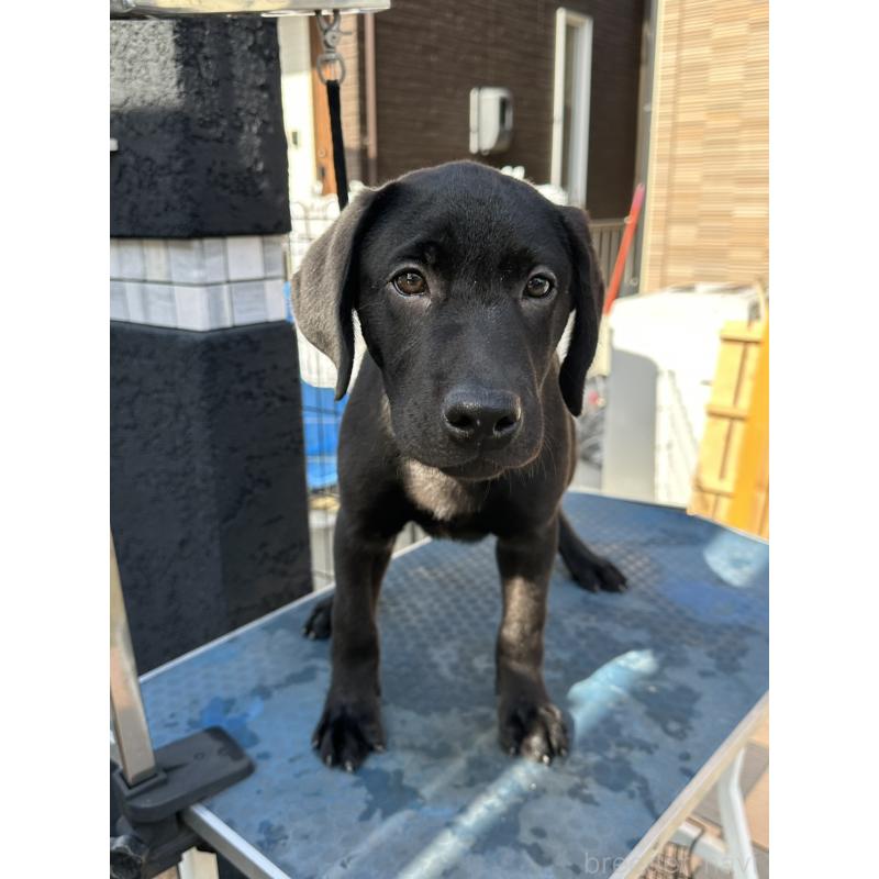 成約済の岡山県のラブラドールレトリーバー-405761の1枚目