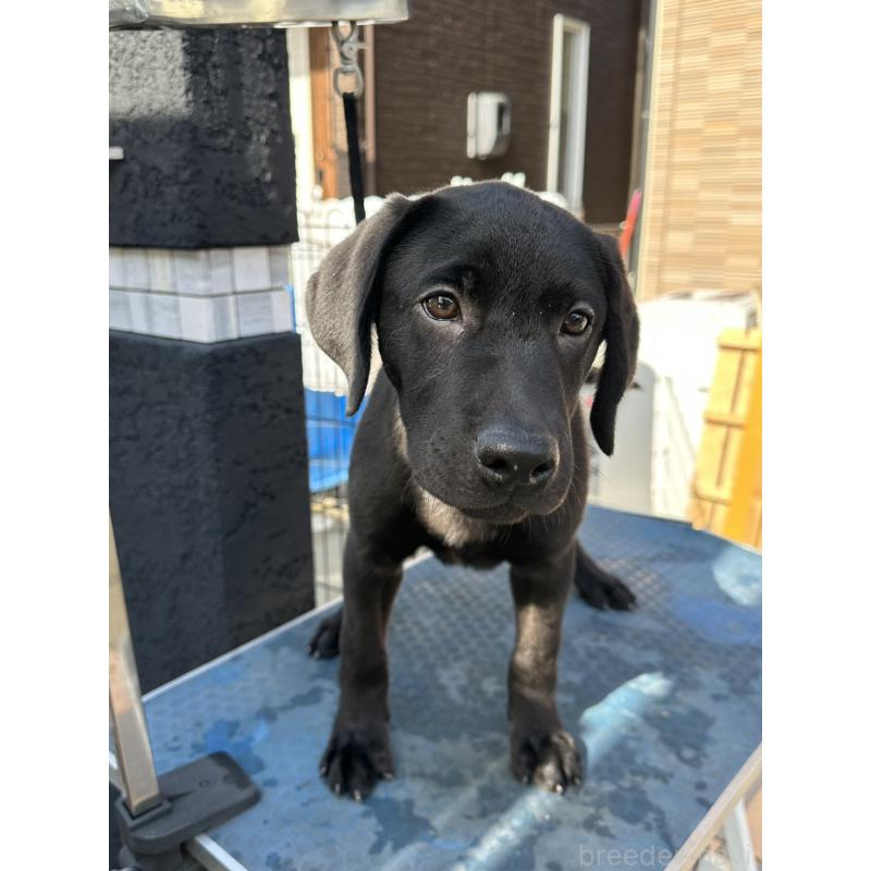 成約済の岡山県のラブラドールレトリーバー-405761の6枚目