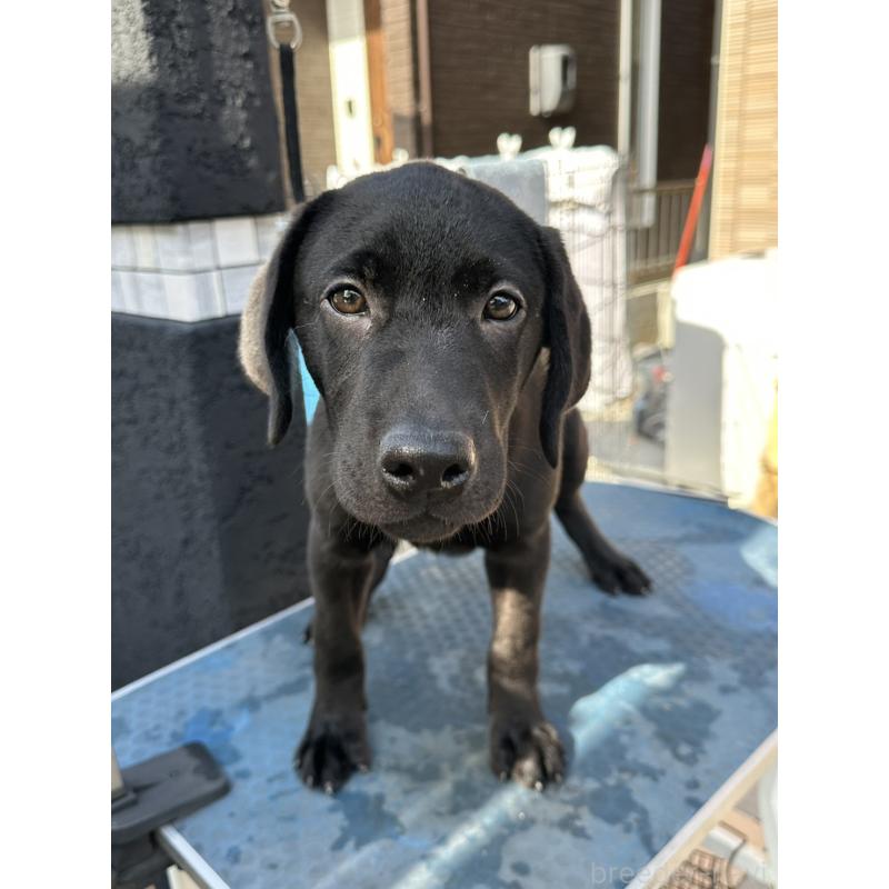 成約済の岡山県のラブラドールレトリーバー-405761の5枚目