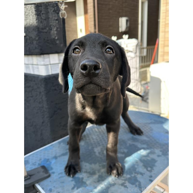 成約済の岡山県のラブラドールレトリーバー-405761の4枚目