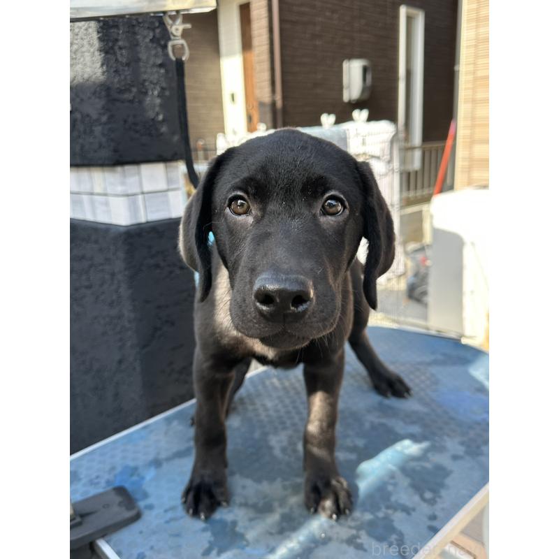 成約済の岡山県のラブラドールレトリーバー-405761の3枚目