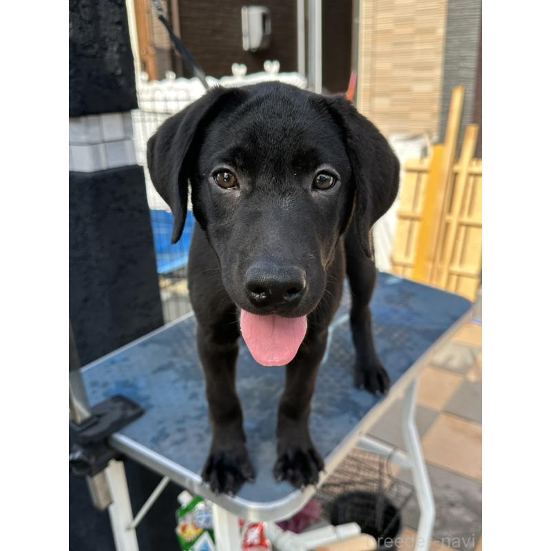 成約済の岡山県のラブラドールレトリーバー-405761の2枚目