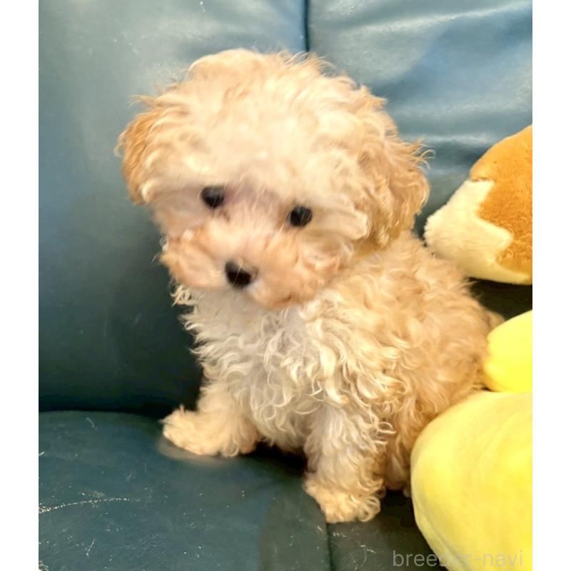 販売中の静岡県のタイニープードル-424496の5枚目