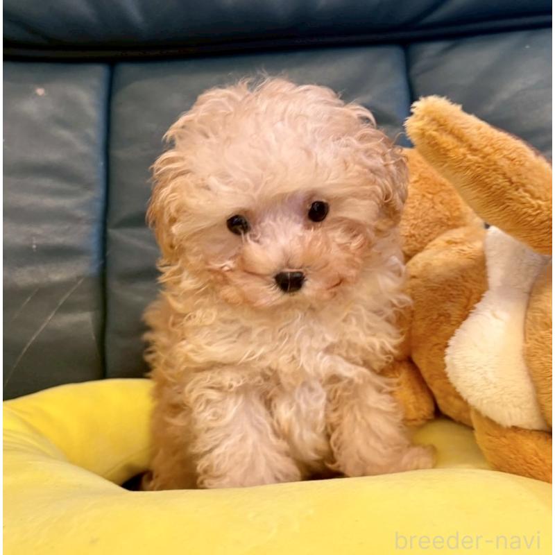 販売中の静岡県のタイニープードル-424496の4枚目