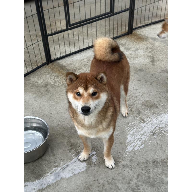 販売中の岡山県の柴犬-374525