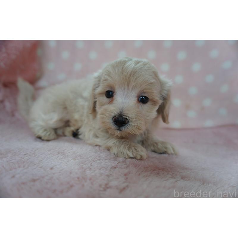 販売中の長崎県のマルプー:マルチーズ×トイプードル-424495の3枚目