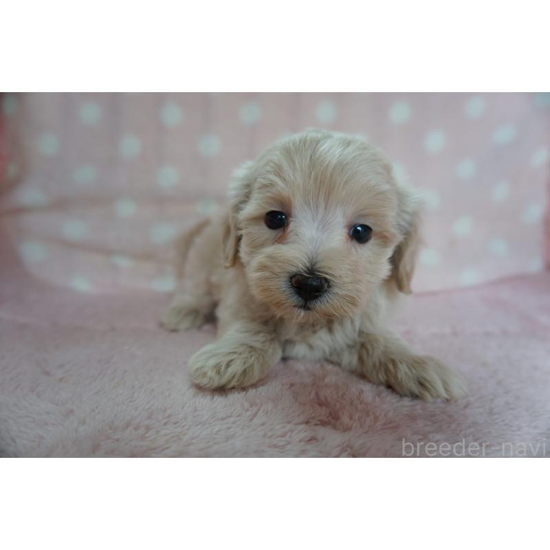 販売中の長崎県のマルプー:マルチーズ×トイプードル-424495の2枚目