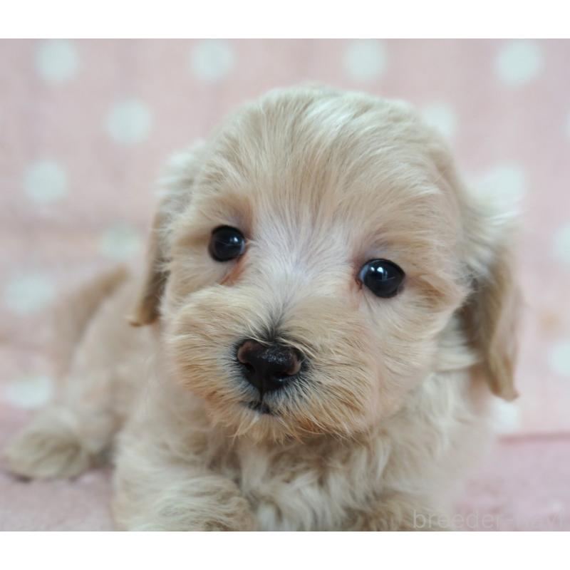 販売中の長崎県のマルプー:マルチーズ×トイプードル-424495