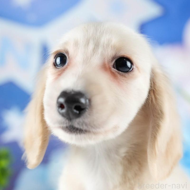 販売中の茨城県のミニチュアダックスフンド(ロングヘアード)-424498の8枚目