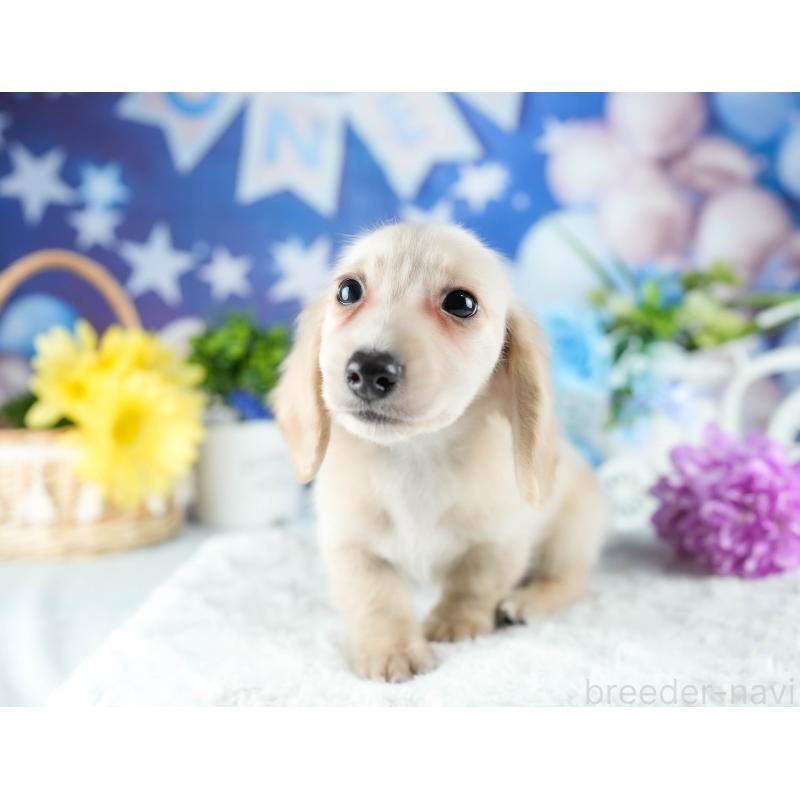 販売中の茨城県のミニチュアダックスフンド(ロングヘアード)-424498の7枚目