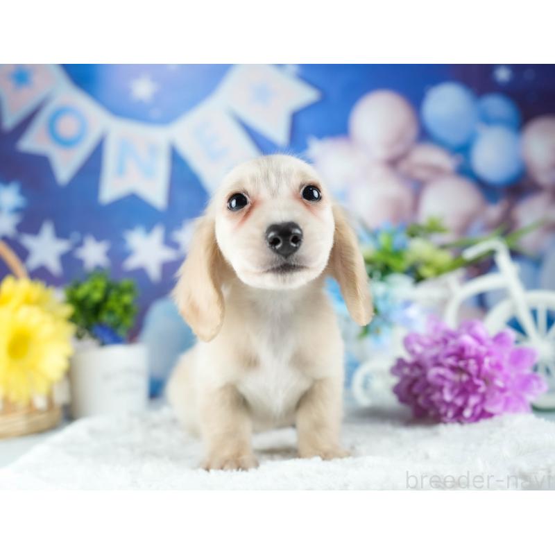 販売中の茨城県のミニチュアダックスフンド(ロングヘアード)-424498の6枚目