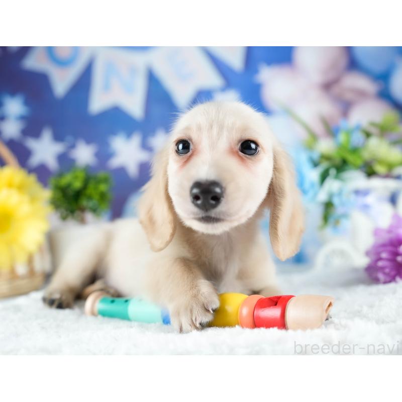 販売中の茨城県のミニチュアダックスフンド(ロングヘアード)-424498の5枚目