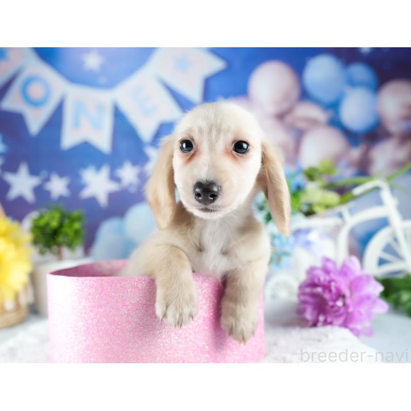 販売中の茨城県のミニチュアダックスフンド(ロングヘアード)-424498の4枚目